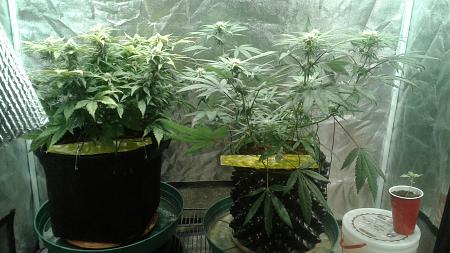 Click image for larger version

Name:	20181008_065413.jpg
Views:	275
Size:	735.4 KB
ID:	256279