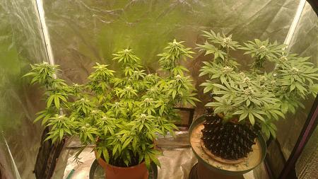 Click image for larger version

Name:	20181201_184247.jpg
Views:	253
Size:	804.1 KB
ID:	271842