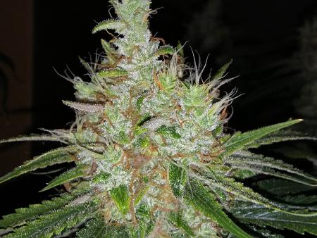 Click image for larger version

Name:	20181109_065446.jpg
Views:	278
Size:	2.24 MB
ID:	266211