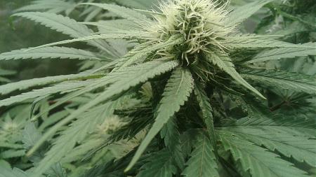 Click image for larger version

Name:	20181013_121553.jpg
Views:	264
Size:	626.8 KB
ID:	257940