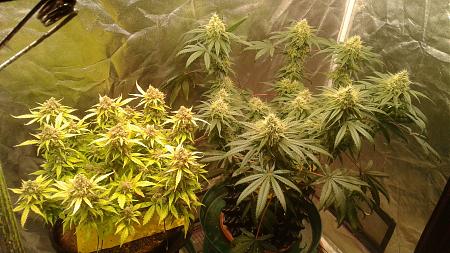 Click image for larger version

Name:	20181026_110850.jpg
Views:	243
Size:	940.1 KB
ID:	261791