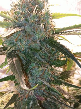 Click image for larger version  Name:	20181106_093056.jpg Views:	1 Size:	3.02 MB ID:	265444