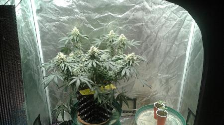 Click image for larger version

Name:	20181028_074811.jpg
Views:	257
Size:	730.2 KB
ID:	261799