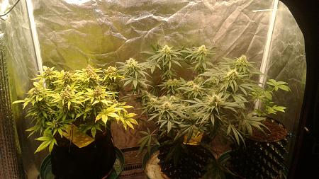 Click image for larger version

Name:	20181021_065041.jpg
Views:	296
Size:	841.2 KB
ID:	259752