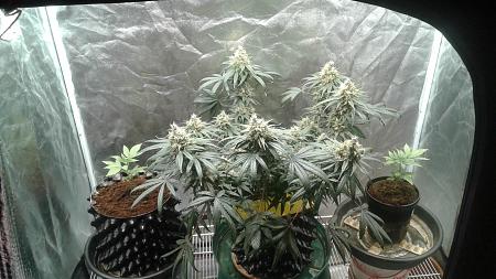 Click image for larger version

Name:	20181103_185708.jpg
Views:	245
Size:	783.4 KB
ID:	264317