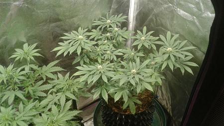 Click image for larger version

Name:	20181118_064836.jpg
Views:	250
Size:	741.5 KB
ID:	268367