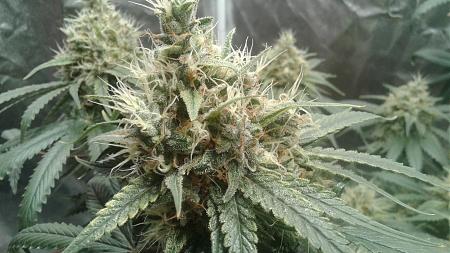 Click image for larger version

Name:	20181103_185735.jpg
Views:	280
Size:	729.6 KB
ID:	264318