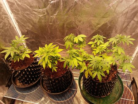 Click image for larger version

Name:	20181109_065703.jpg
Views:	232
Size:	4.64 MB
ID:	266215