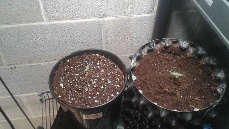 Click image for larger version

Name:	20181201_184255.jpg
Views:	225
Size:	898.0 KB
ID:	271840