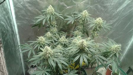 Click image for larger version

Name:	20181028_074749.jpg
Views:	279
Size:	804.1 KB
ID:	261800