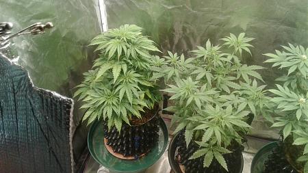 Click image for larger version

Name:	20181118_064831.jpg
Views:	255
Size:	718.5 KB
ID:	268366