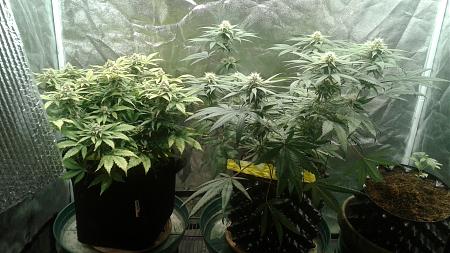 Click image for larger version

Name:	20181013_121544.jpg
Views:	273
Size:	808.0 KB
ID:	257936