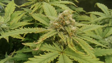 Click image for larger version

Name:	20181013_121528.jpg
Views:	259
Size:	630.6 KB
ID:	257938