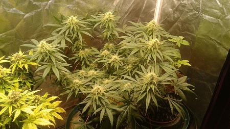 Click image for larger version

Name:	20181021_065108.jpg
Views:	253
Size:	904.6 KB
ID:	259753