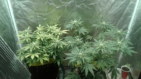 Click image for larger version

Name:	20181008_065409.jpg
Views:	245
Size:	731.2 KB
ID:	256277