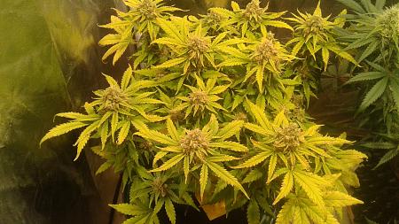 Click image for larger version

Name:	20181021_065051.jpg
Views:	272
Size:	872.0 KB
ID:	259755