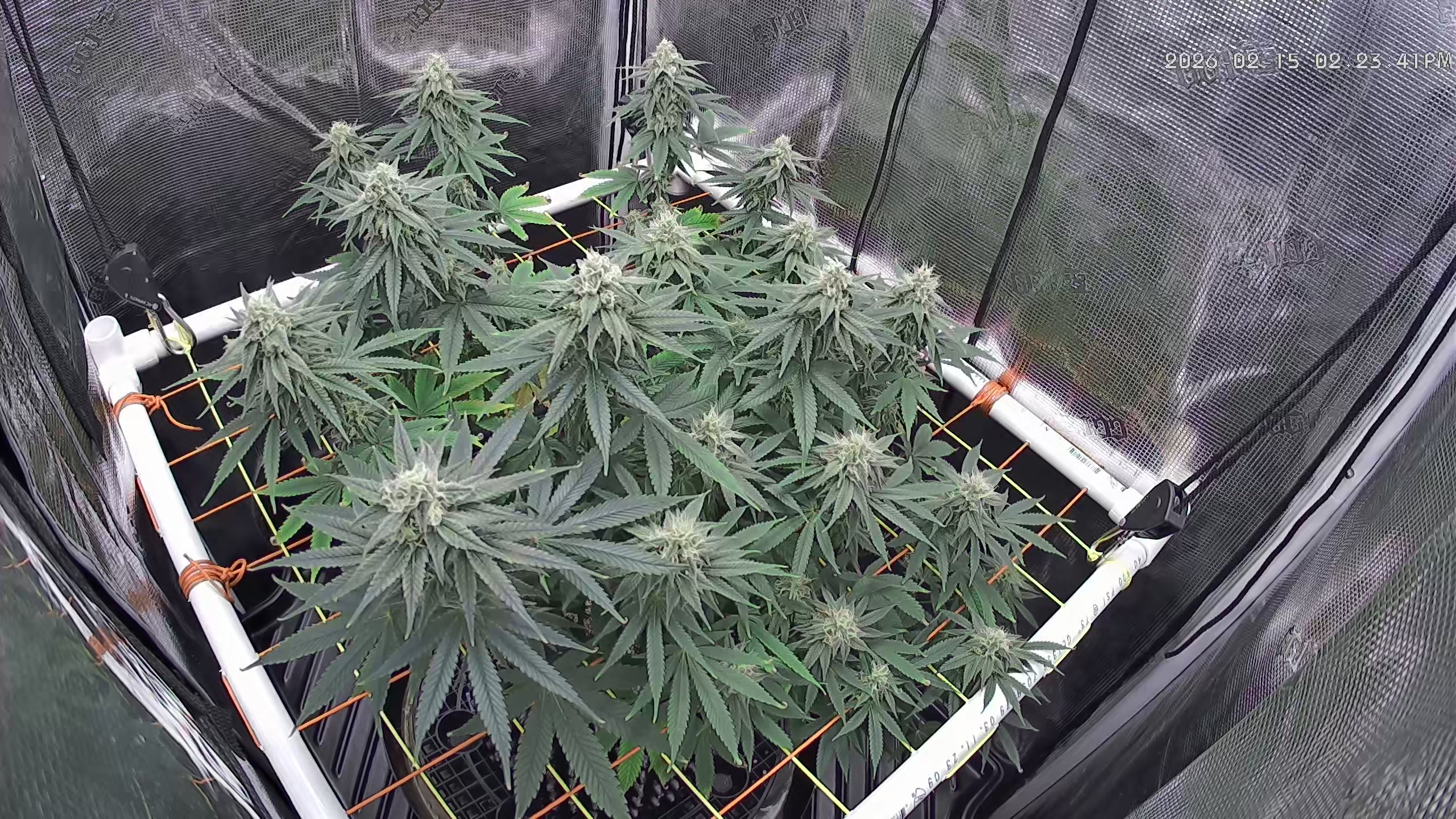 Click image for larger version

Name:	2026-02-15.jpg
Views:	0
Size:	1.39 MB
ID:	662998