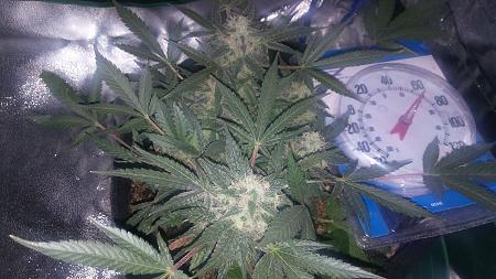 Click image for larger version

Name:	20170321_185341.jpg
Views:	237
Size:	5.53 MB
ID:	70680