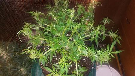 Click image for larger version

Name:	20170322_071332.jpg
Views:	249
Size:	5.13 MB
ID:	70671