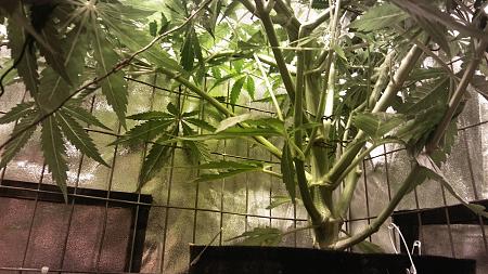 Click image for larger version

Name:	20170321_095336.jpg
Views:	244
Size:	6.23 MB
ID:	70678