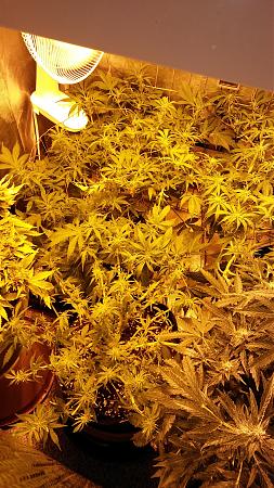 Click image for larger version

Name:	20170325_103329.jpg
Views:	219
Size:	8.58 MB
ID:	71761