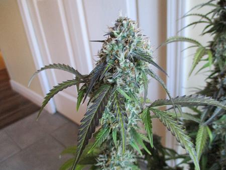 Click image for larger version

Name:	IMG_0132.JPG
Views:	494
Size:	3.91 MB
ID:	297435