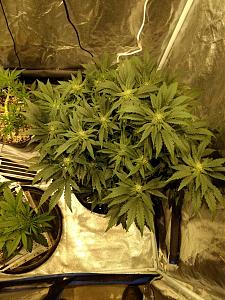 Click image for larger version

Name:	IMG_20190209_044756266-1382x1843.jpg
Views:	472
Size:	855.2 KB
ID:	290464