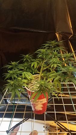 Click image for larger version

Name:	20200302_201504.jpg
Views:	553
Size:	2.13 MB
ID:	380692