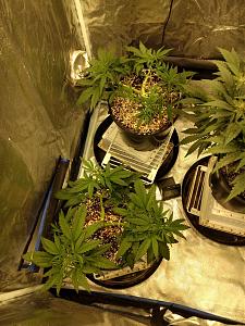 Click image for larger version

Name:	IMG_20190209_045043375-1382x1843.jpg
Views:	472
Size:	866.4 KB
ID:	290460