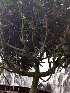 Click image for larger version

Name:	IMG_20190209_044816805_HDR-1382x1843.jpg
Views:	507
Size:	613.6 KB
ID:	290462