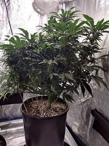 Click image for larger version

Name:	IMG_20190209_044708127_HDR-1382x1843.jpg
Views:	491
Size:	763.3 KB
ID:	290463