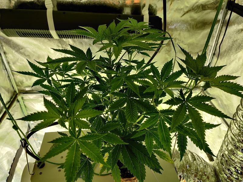 Click image for larger version

Name:	solo2.jpg
Views:	592
Size:	3.08 MB
ID:	379815