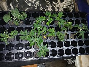 Click image for larger version

Name:	20260216_125950.jpg
Views:	10
Size:	4.31 MB
ID:	663034