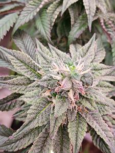 Click image for larger version

Name:	20260213_172438.jpg
Views:	9
Size:	2.38 MB
ID:	663036