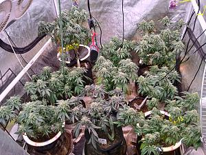 Click image for larger version

Name:	20260210_211429.jpg
Views:	9
Size:	4.07 MB
ID:	663041