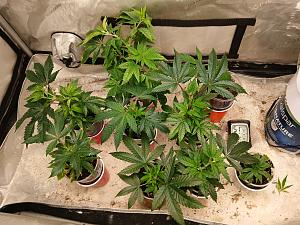 Click image for larger version

Name:	20260210_212521.jpg
Views:	9
Size:	4.17 MB
ID:	663042