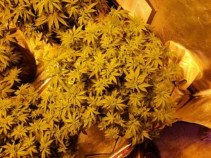 Click image for larger version

Name:	20181104_134843.jpg
Views:	298
Size:	3.83 MB
ID:	264755