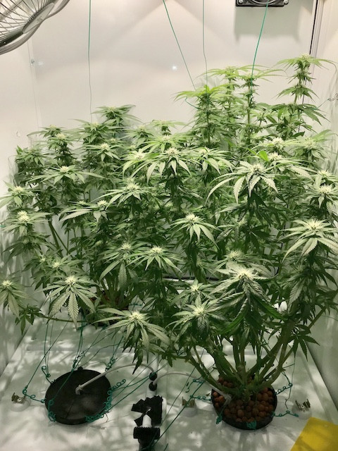 Click image for larger version

Name:	new oct4 2.JPG
Views:	709
Size:	132.9 KB
ID:	339758