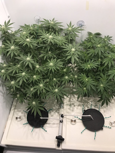 Click image for larger version

Name:	old oct4.JPG
Views:	781
Size:	110.2 KB
ID:	339759