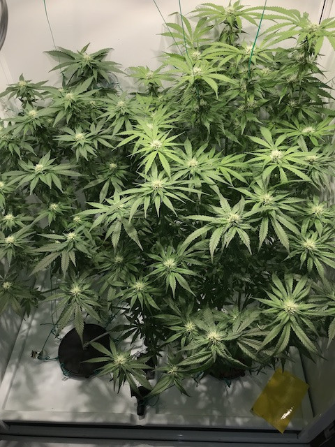 Click image for larger version

Name:	new oct4.JPG
Views:	785
Size:	141.6 KB
ID:	339757