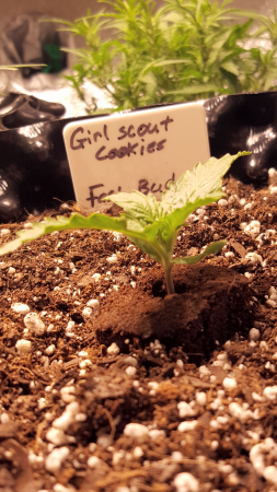 Click image for larger version

Name:	Screenshot_20170509-175353.png
Views:	300
Size:	2.87 MB
ID:	90649