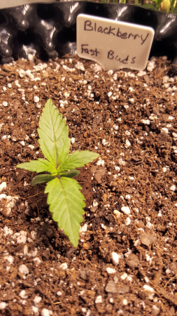 Click image for larger version

Name:	Screenshot_20170509-175616.png
Views:	311
Size:	3.54 MB
ID:	90650