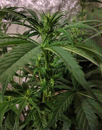 Click image for larger version

Name:	2020-04-06 12.21.17ADetailScaled.jpg
Views:	739
Size:	201.0 KB
ID:	392180