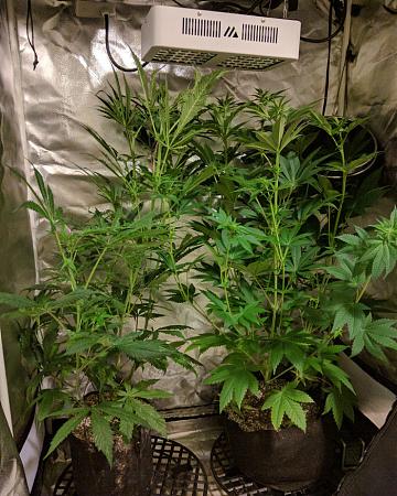 Click image for larger version

Name:	2020-04-13 20.00.45BCScaled.jpg
Views:	682
Size:	306.8 KB
ID:	395069