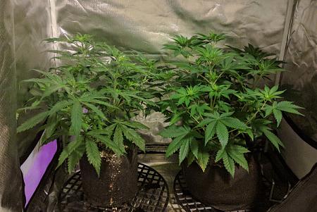 Click image for larger version

Name:	2020-03-30 CBScaled.jpg
Views:	751
Size:	174.6 KB
ID:	389906