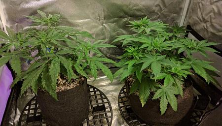 Click image for larger version

Name:	2020-03-23 13.42.07 BCscaled.jpg
Views:	788
Size:	206.8 KB
ID:	387123