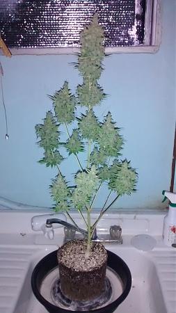 Click image for larger version

Name:	IMG_20180131_092143680.jpg
Views:	262
Size:	703.1 KB
ID:	170663