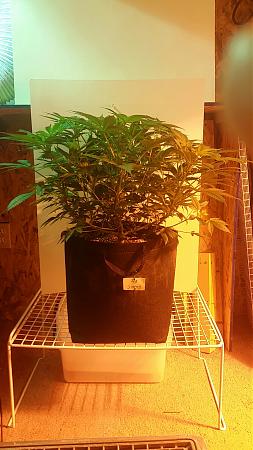 Click image for larger version

Name:	20171003_191448.jpg
Views:	712
Size:	1.62 MB
ID:	133183