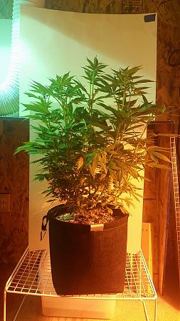 Click image for larger version

Name:	20171003_191403.jpg
Views:	726
Size:	1.60 MB
ID:	133184