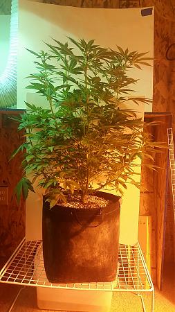 Click image for larger version

Name:	20171003_191610.jpg
Views:	711
Size:	1.67 MB
ID:	133182